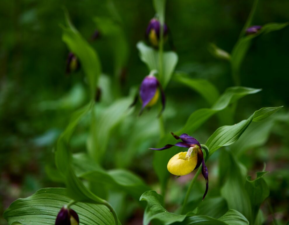 New rare wild orchid seen in UK for first time in 100 years