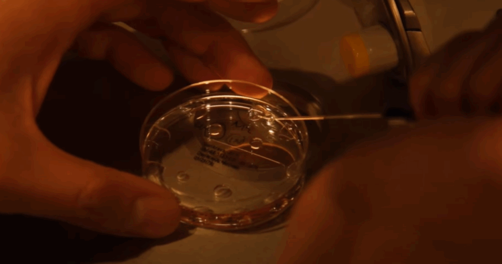 Human skin cells turned into fertilisable eggs for first time