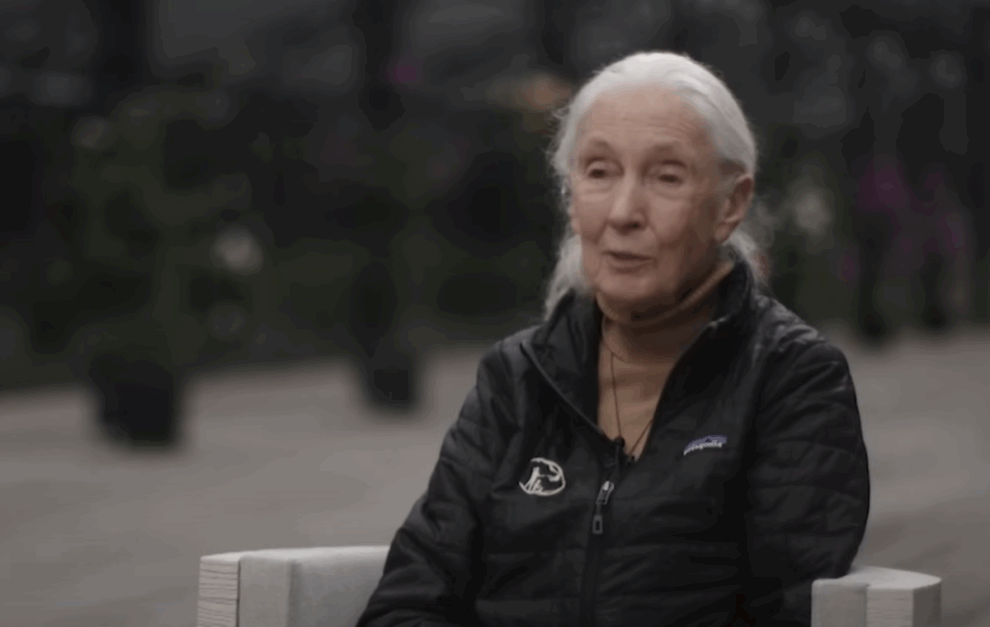Renowned primatologist Jane Goodall dies at 91: institute