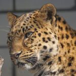 Leopard captured after wandering into Indonesian hotel