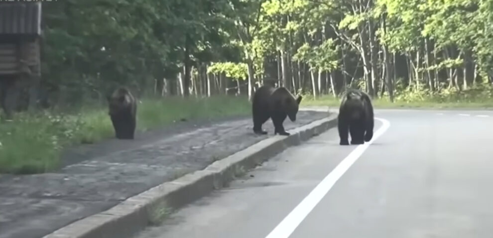 Japan to enlist retired cops, soldiers to cull bears