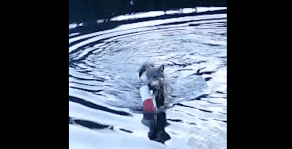 Researchers stunned by wolf's use of crab traps to feed