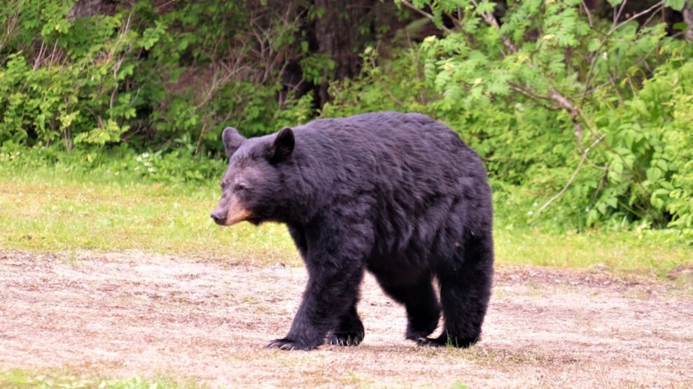"Japan police can use rifles against bears