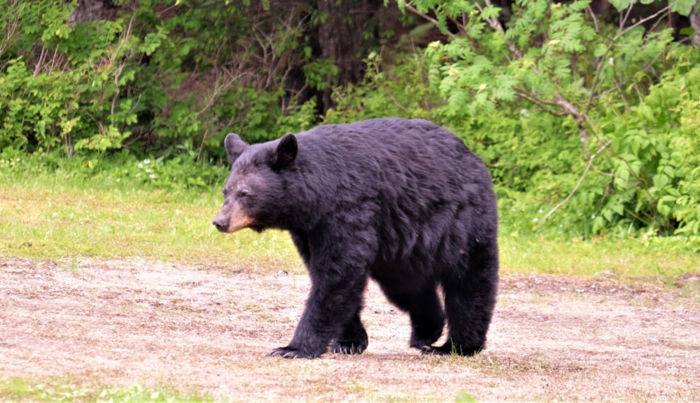 "Japan police can use rifles against bears