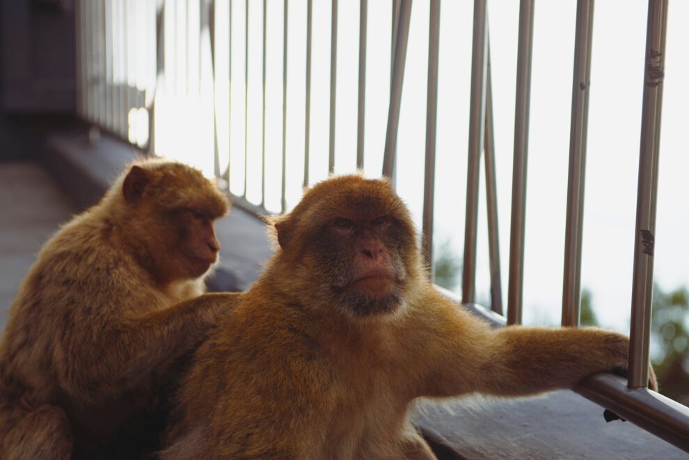 "France expansion of lab monkey centre sparks division"