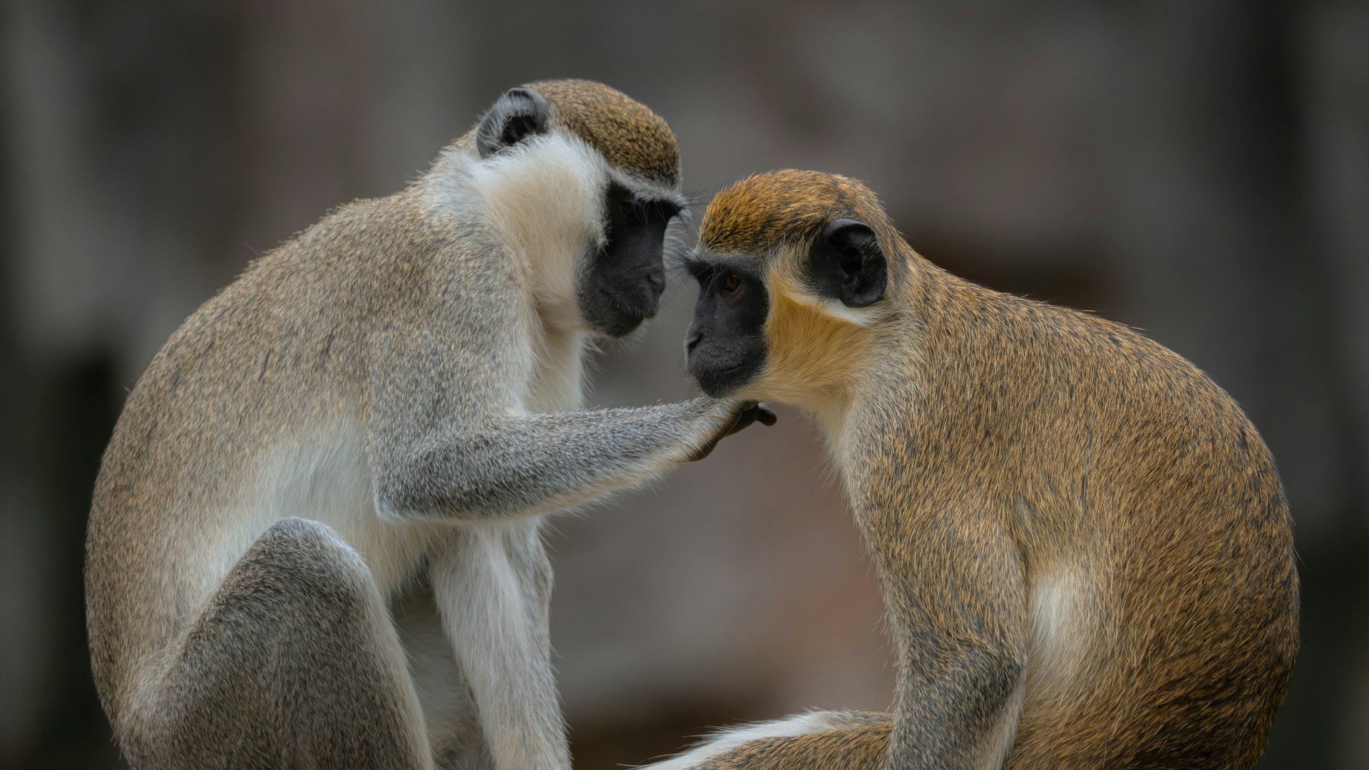 Monkey business: Neanderthals and ancient apes likely kissed too