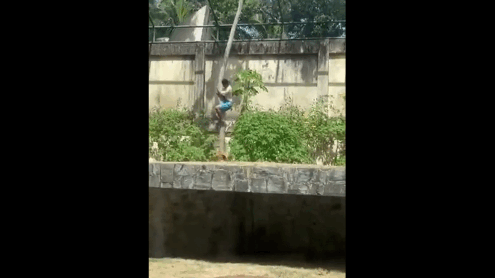 Brazilian teen killed after climbing into lion enclosure at zoo