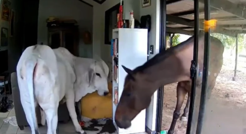 Moo dunnit? Dog lets bull, horse into living room in Australia
