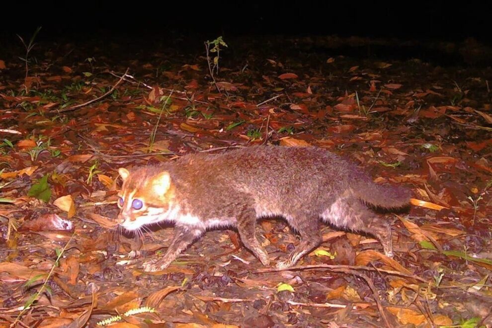 Elusive wild cat feared extinct rediscovered in Thailand