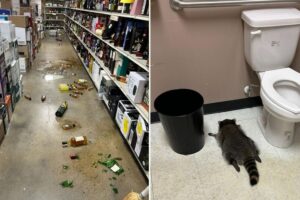 Raccoon liquor store toilet