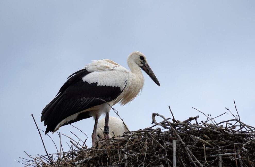 Spain probes bird flu after hundreds of storks die near Madrid