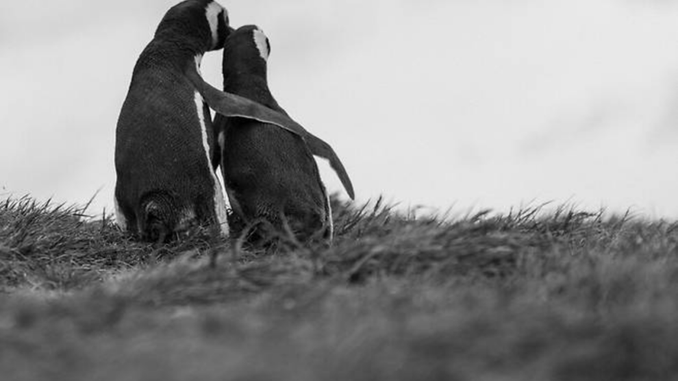 South Korean leader turns to penguins in bid to meet Kim Jong Un