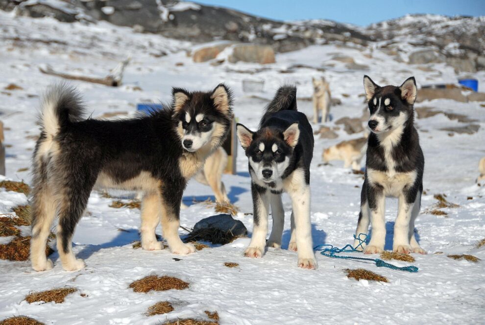 Trump envoy disinvited from Greenland dog race