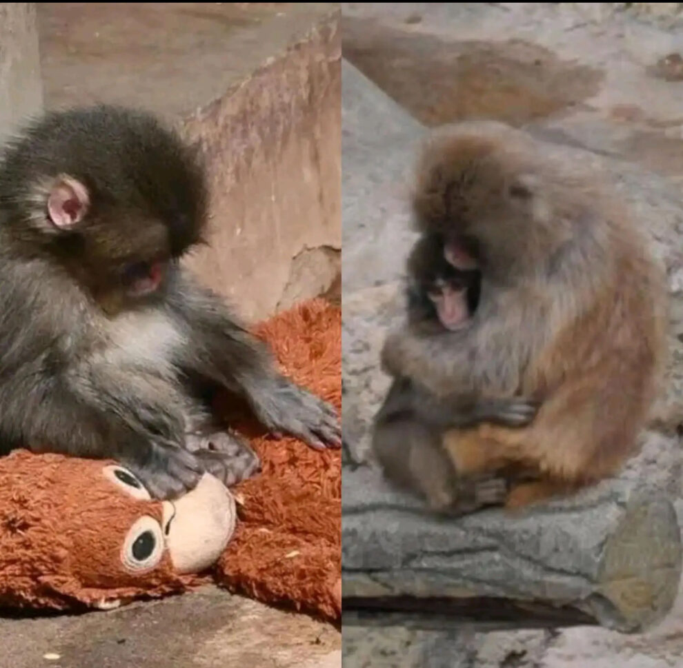 baby Punch viral monkey zoo