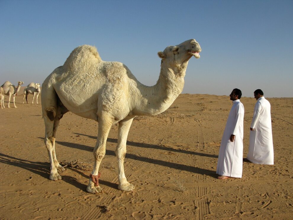 Saudi Arabia to provide passports for kingdom's beloved camels