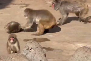 Punch Dragged zoo video