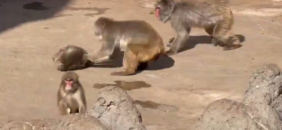 Punch Dragged zoo video