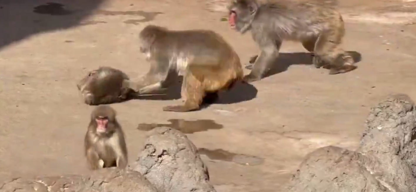 Punch Dragged zoo video