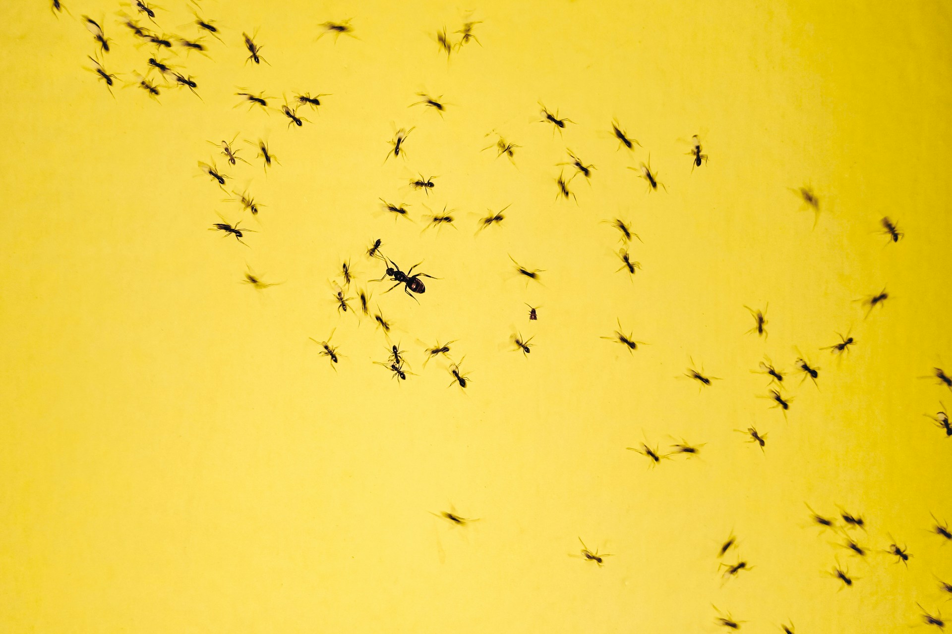 Two men in Kenyan court for ant-smuggling