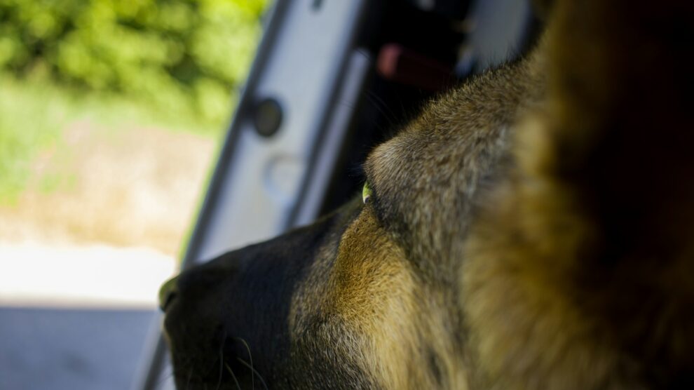 Brazilian police dog sniffs out 48 tons of marijuana in record bust