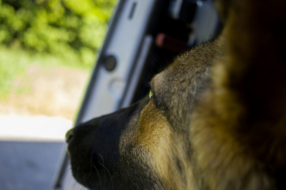 Brazilian police dog sniffs out 48 tons of marijuana in record bust