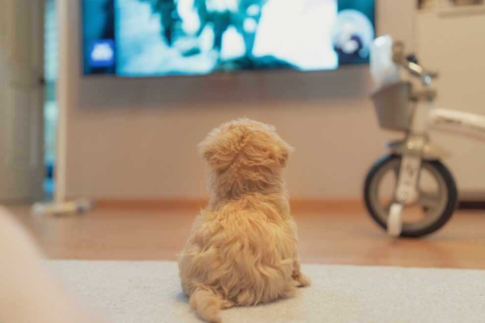 Streaming channel for pets launched in China