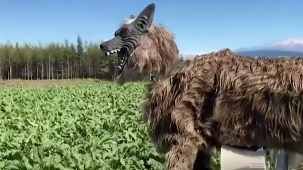 Japan 'robot wolves' in high demand to scare off bears