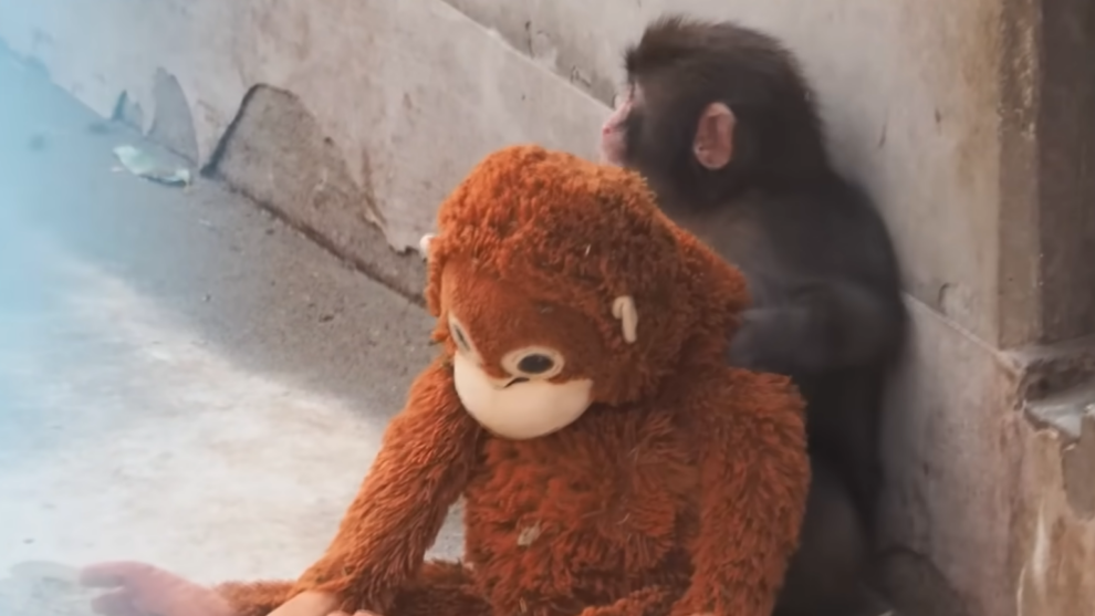 Japan arrests Americans over stunt at baby monkey Punch's zoo