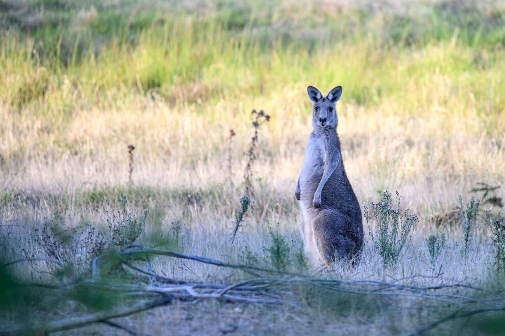 "Runaway kangaroo disrupts Belgian rail service