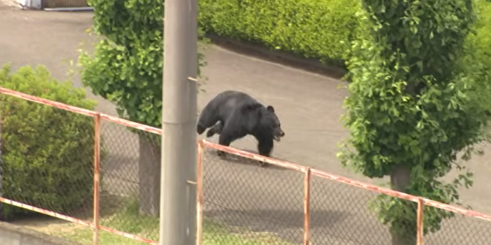 Japan city relieved as bear caught after roaming streets for days