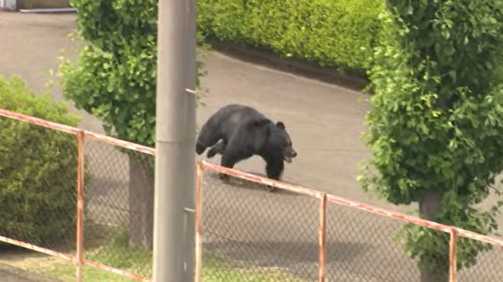 Japan city relieved as bear caught after roaming streets for days