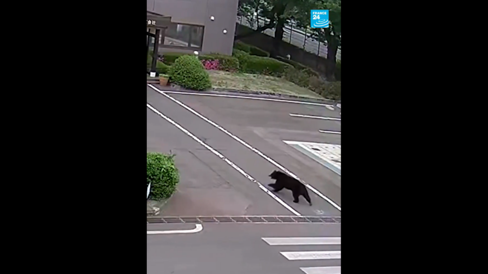 'Extremely intelligent' bear at large in Japan after hurting four