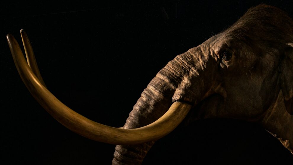 Woolly mammoth among trove of ancient DNA found in squirrel poo
