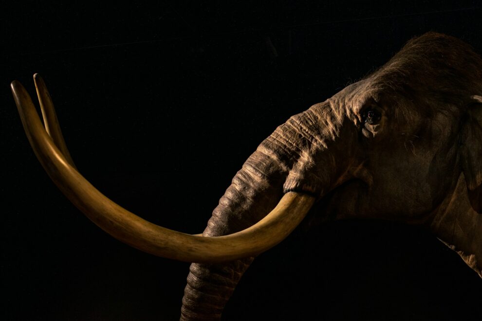 Woolly mammoth among trove of ancient DNA found in squirrel poo
