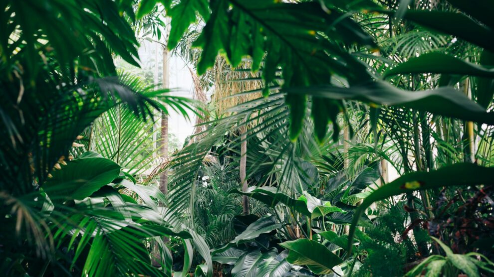"Scientists discover 'hyperparasite' in Malaysia Borneo jungle