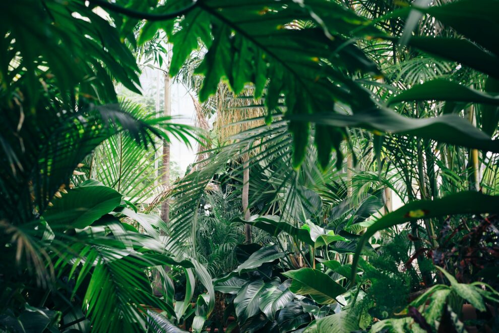 "Scientists discover 'hyperparasite' in Malaysia Borneo jungle