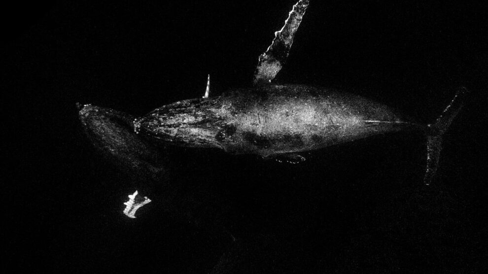 Chinese scientists discover world's largest whale graveyard: study