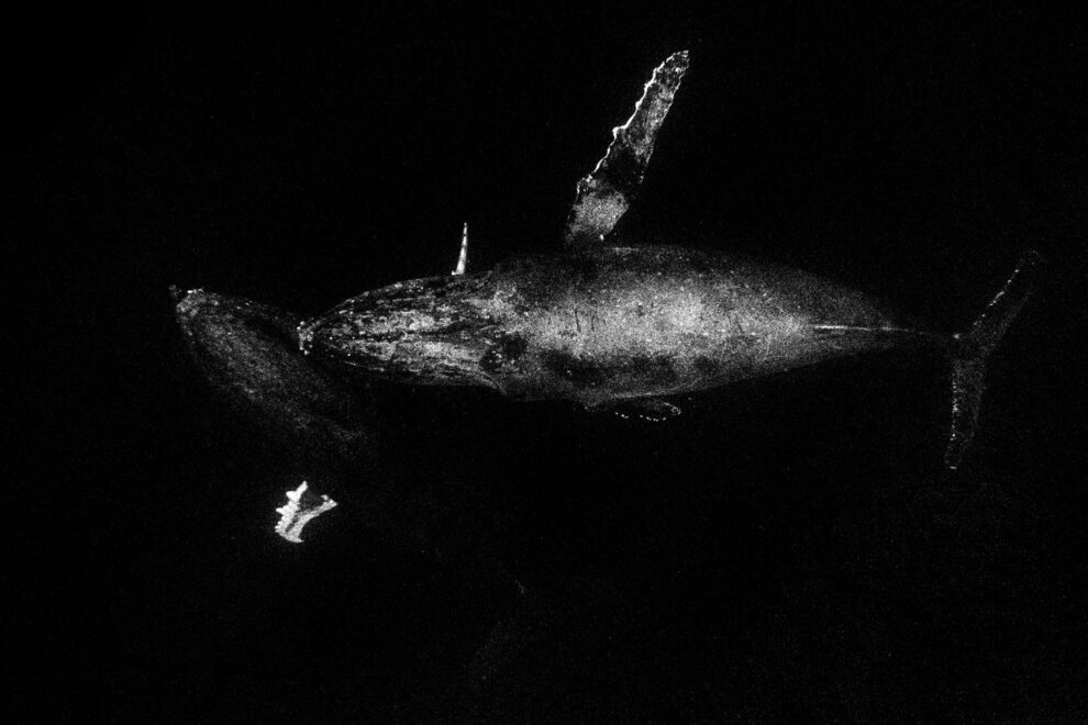 Chinese scientists discover world's largest whale graveyard: study