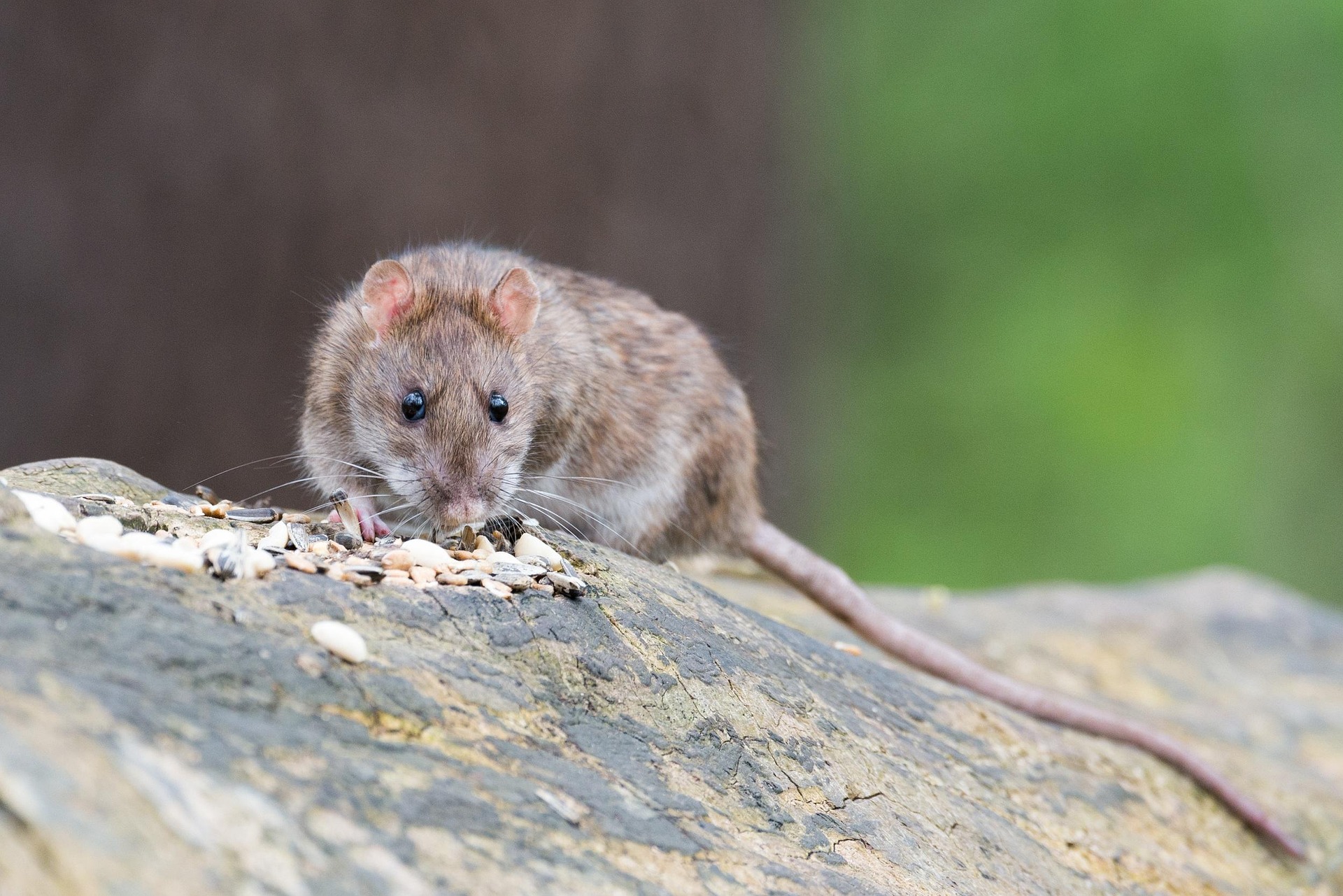 Wild rat in New Mexico tests positive for plague after four dogs infected this year