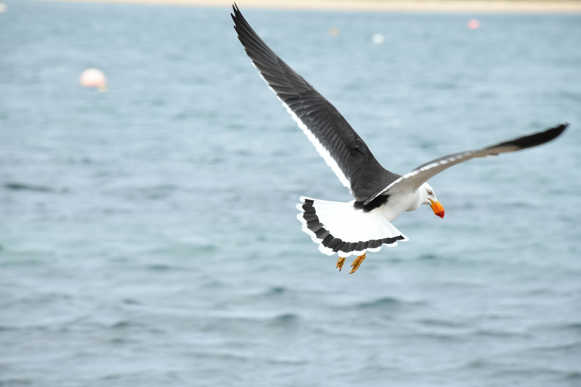 "H5 bird flu detected in Australian seabird for first time