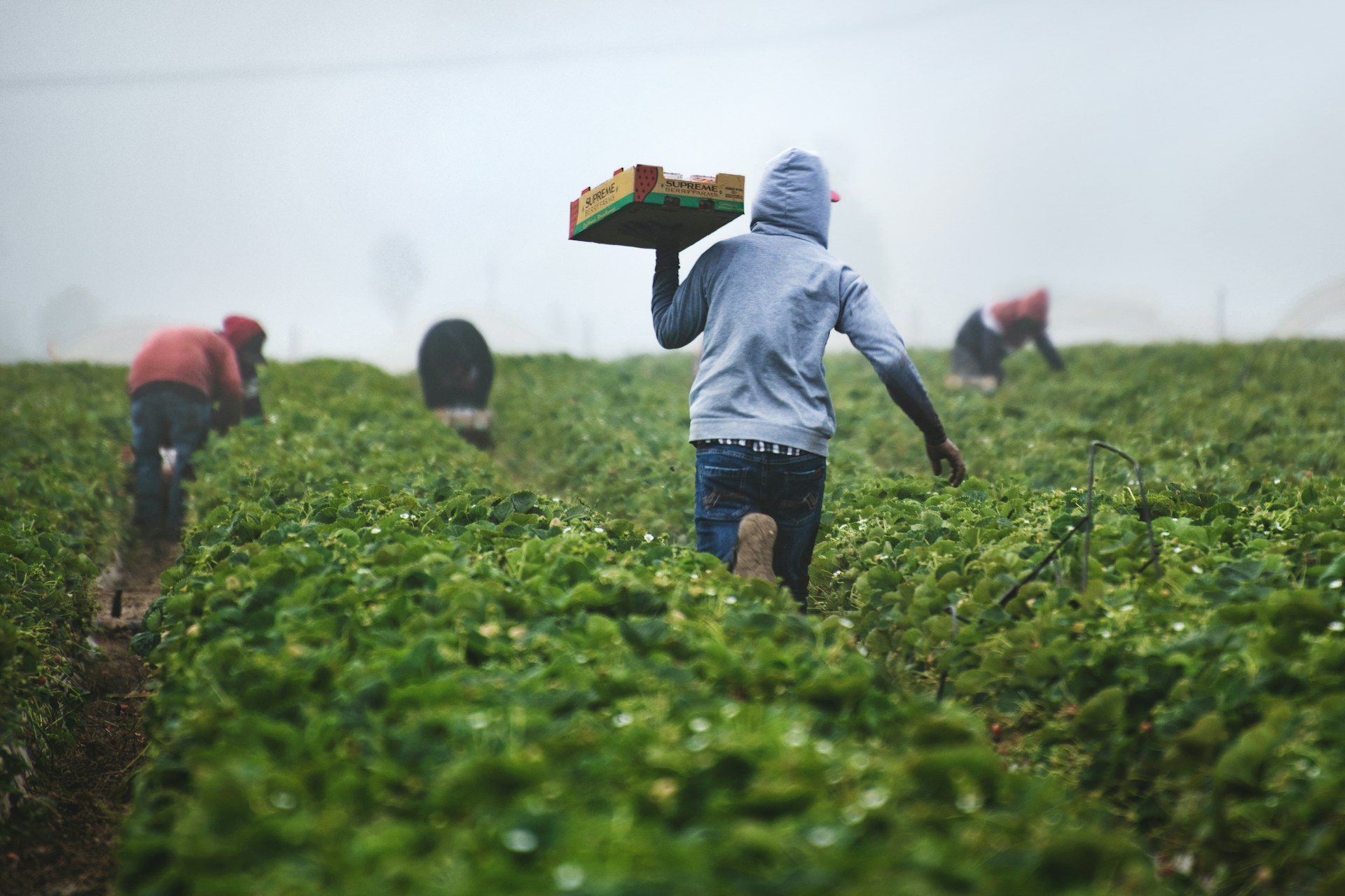Italy accuses four Romanians of exploiting migrant farmworkers