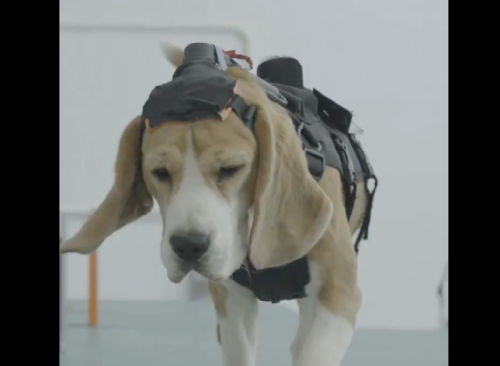 Indian startup uses dogs and AI to detect cancer with 90% sensitivity