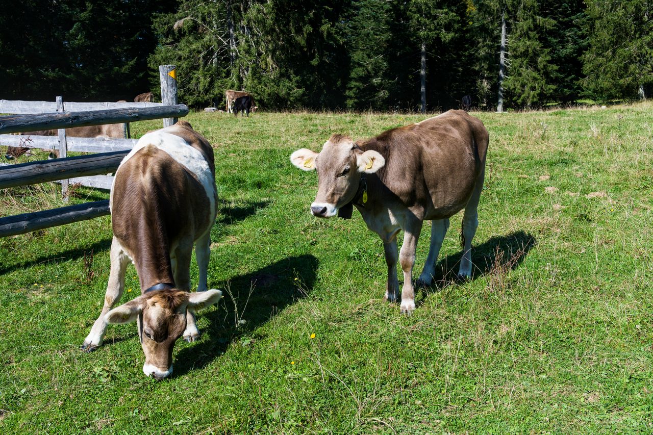 Swiss cows struck by mystery illness