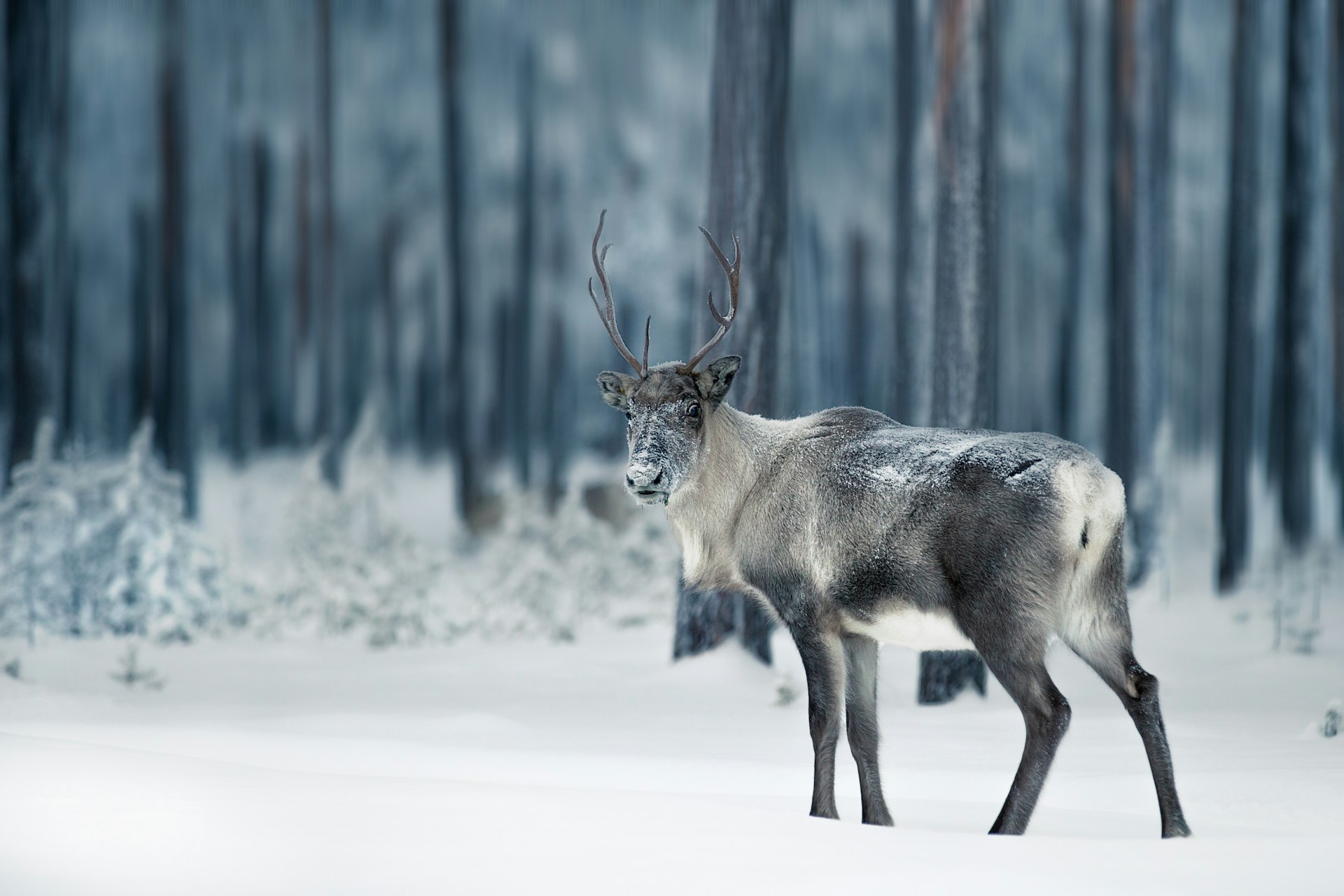 Norway records 'highly unusual' reindeer deaths