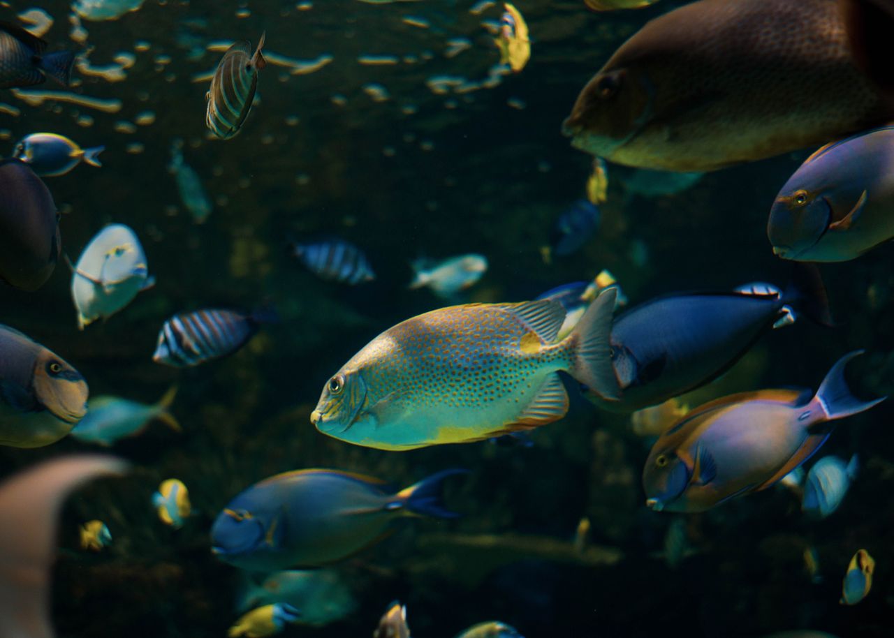 Rising seas threaten spread of marine invaders, scientists say