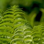Startup Develop AI That Can ‘Listen’ to Plants and Understand Their Needs