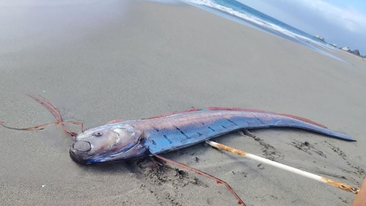 Rare 16-foot ‘doomsday fish' washes ashore in Chile, sparks fears of disaster