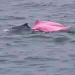 pink dolphin oman coast video