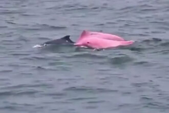 pink dolphin oman coast video