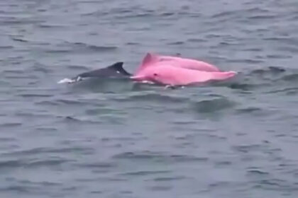 pink dolphin oman coast video